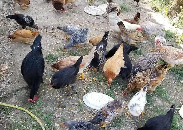 Bujtina Kashnjeti Te Lush Zefi Lodge Lekbibaj