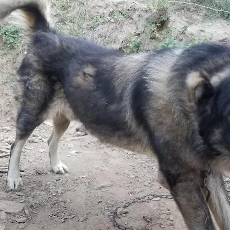 Bujtina Kashnjeti Te Lush Zefi Lekbibaj