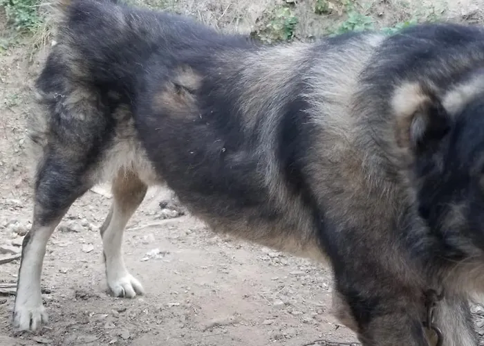 Bujtina Kashnjeti Te Lush Zefi Lekbibaj
